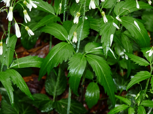 {Cardamine diphylla}